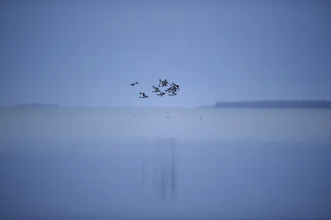 群，鸟，飞行，顶端，身体，水，鸟，也许是海鸥