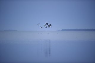 群，鸟，飞行，顶端，身体，水，鸟，也许是海鸥