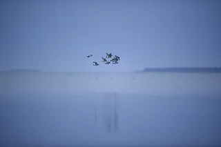 群，鸟，飞行，顶端，身体，水，鸟，也许是海鸥