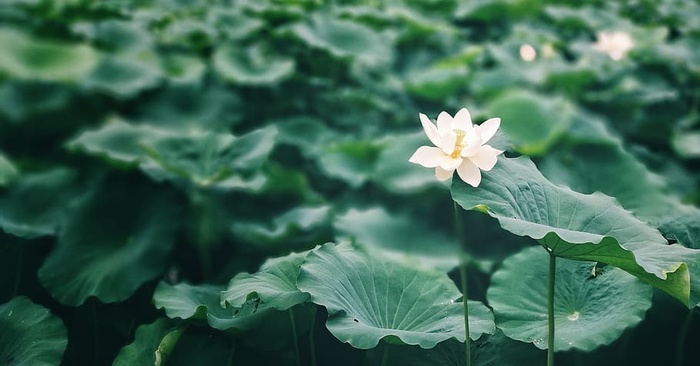 特写，摄影，白色，莲花，荷叶，夏天，莲花，绿色