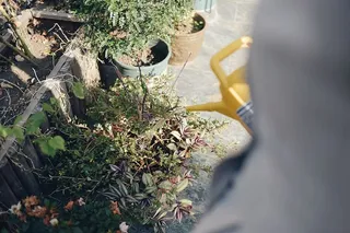 采购产品陶器，盆栽植物，花瓶，罐子，植物，植物，花盆，药草