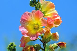 特写，摄影粉红色和黄色，簇生，花，股票玫瑰，婴儿玫瑰，开花，开花