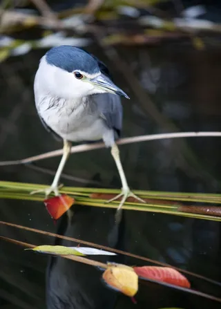 新，秋天，池塘，自然，鸟类，脊椎动物，动物主题，动物