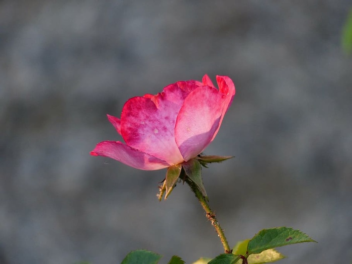 选择性，聚焦摄影，红色，花瓣流，玫瑰，花朵，粉色，花朵