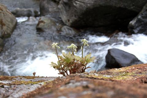 白色，花，石头，自然，石头叶子，野花，山谷，山