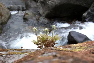 白色，花，石头，自然，石头叶子，野花，山谷，山