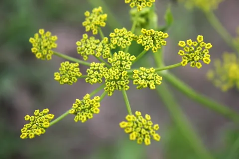 特写,花,花园,叶子,防风草,帕西纳卡,莎蒂娃,黄色 特写,花,花园,叶子,防风草,帕西纳卡,莎蒂娃,黄色