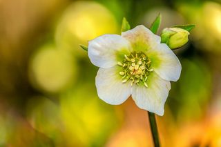 圣诞玫瑰、银莲花、冬蓝、花朵、花朵、花朵、白色、有毒