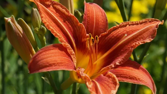 花园，花卉，宏，黄花菜，花卉，开花植物，脆弱性，花瓣