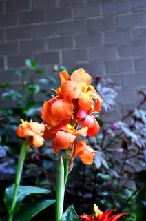 花,植物,自然,橙色,开花,开花,开花植物,生长 花,植物,自然,橙色,开花,开花,开花植物,生长