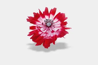 花，背景，照片，海葵，红色，白色背景，空白，精致