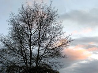 日落，苍白，冬天，天空，树，云天，光秃秃的树，宁静