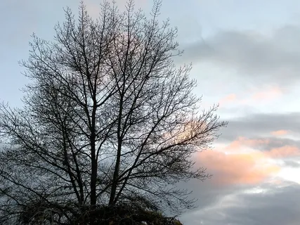 日落,苍白,冬天,天空,树,云天,光秃秃的树,宁静 日落,苍白,冬天,天空,树,云天,光秃秃的树,宁静