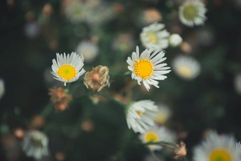 花,花,洋甘菊,洋甘菊花,洋甘菊,宏,茎,惊人的照片 花,花,洋甘菊,洋甘菊花,洋甘菊,宏,茎,惊人的照片