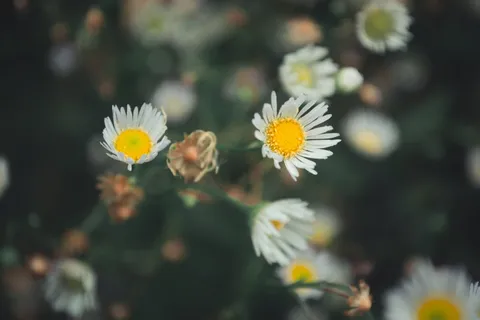 花,花,洋甘菊,洋甘菊花,洋甘菊,宏,茎,惊人的照片 花,花,洋甘菊,洋甘菊花,洋甘菊,宏,茎,惊人的照片