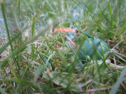 引信、鞭炮、爆炸、燃烧、燃烧、植物、草、选择性聚焦