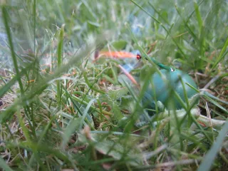 引信、鞭炮、爆炸、燃烧、燃烧、植物、草、选择性聚焦