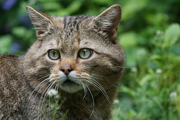 银斑猫，野猫，森林猫，捕食者，欧洲，受保护，猫科动物，野生动物摄影