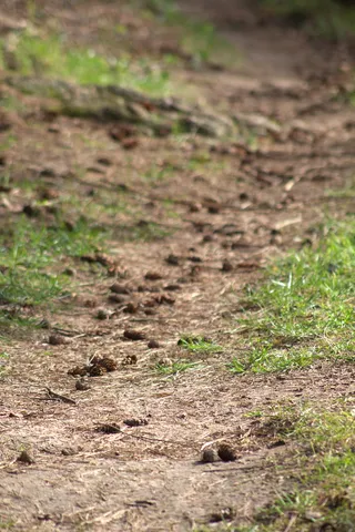 森林地面，路径，自然，森林路径，森林，水龙头，棕色，田野