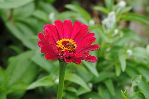 百日草,粉色,花朵,蜜蜂,花粉,蜂蜜,宏观,特写 百日草,粉色,花朵,蜜蜂,花粉,蜂蜜,宏观,特写