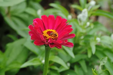 百日草,粉色,花朵,蜜蜂,花粉,蜂蜜,宏观,特写 百日草,粉色,花朵,蜜蜂,花粉,蜂蜜,宏观,特写