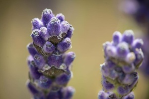 薰衣草，紫色，薰衣草花，花朵，花朵，紫色，芳香，香料