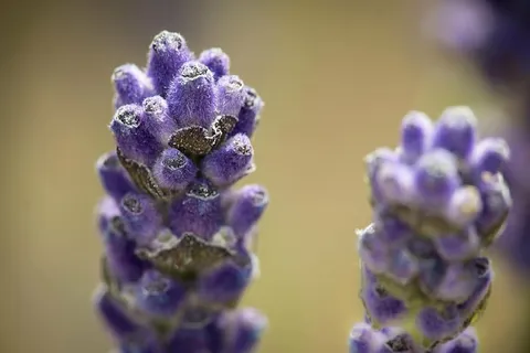 薰衣草,紫色,薰衣草花,花朵,花朵,紫色,芳香,香料 薰衣草,紫色,薰衣草花,花朵,花朵,紫色,芳香,香料