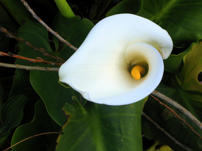 马蹄莲、花卉、白色、新西兰、自然、花园、植物、开花植物