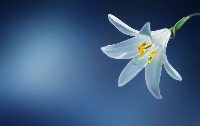 白色百合花壁纸