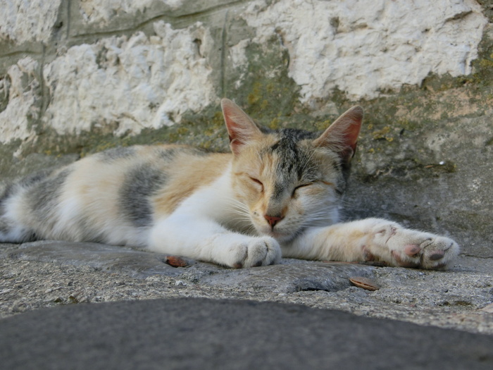 猫，是，睡觉，动物，休息，精疲力竭，家猫，宠物