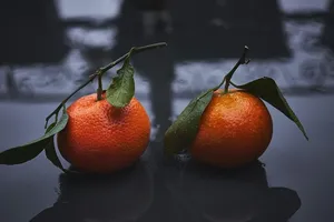 求购柑桔