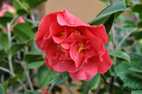 花，花，花园，绿色植物，开花植物，花瓣，自然之美，植物