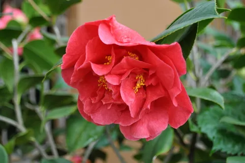 花,花,花园,绿色植物,开花植物,花瓣,自然之美,植物 花,花,花园,绿色植物,开花植物,花瓣,自然之美,植物