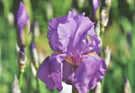 鸢尾,鸢尾科,紫色,春花,花,植物,开花,开花 鸢尾,鸢尾科,紫色,春花,花,植物,开花,开花