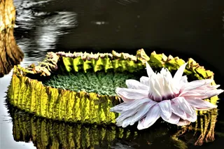 巨型睡莲，水，水面，镜像，水生植物，自然，反射，夏天