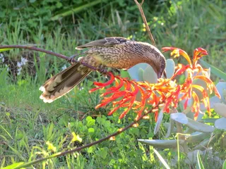小，金合欢鸟，古尔瓦，小金合欢鸟，南澳大利亚，食蜜者，一种动物，动物主题