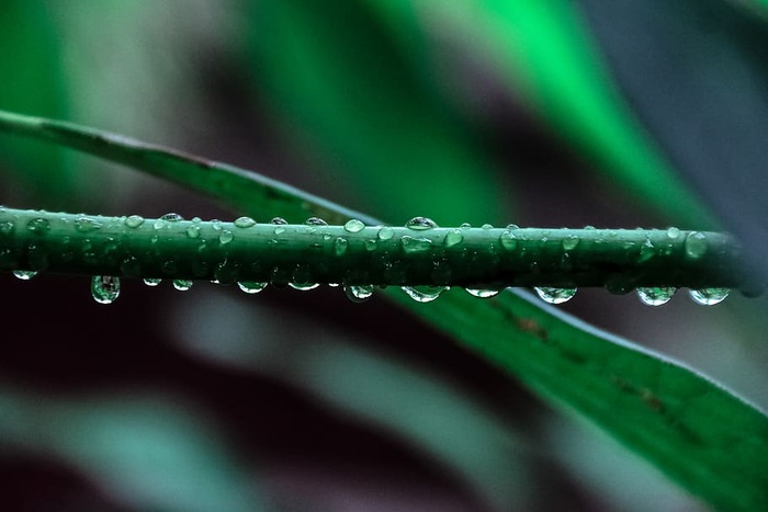 绿叶植物的微距摄影