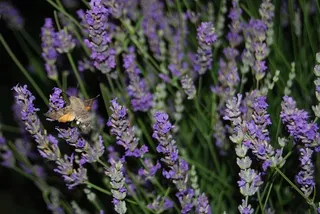大舌兰，天竺葵，苍蝇，大舌兰，天竺葵，紫色，花，薰衣草，生长