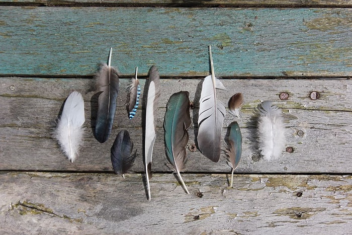 动物，鱼，木头，鸟，海洋生物，扁平鱼，蓝色，羽毛