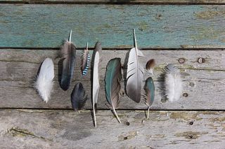 动物，鱼，木头，鸟，海洋生物，扁平鱼，蓝色，羽毛