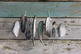 动物，鱼，木头，鸟，海洋生物，扁平鱼，蓝色，羽毛