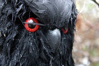 乌鸦，万圣节，庆典，聚会，湿漉漉的，鸟，黑色的羽毛，红色的眼睛