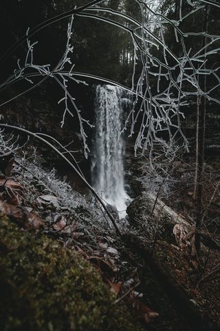 瀑布，中间，森林，树木，瀑布，水，林地，运动