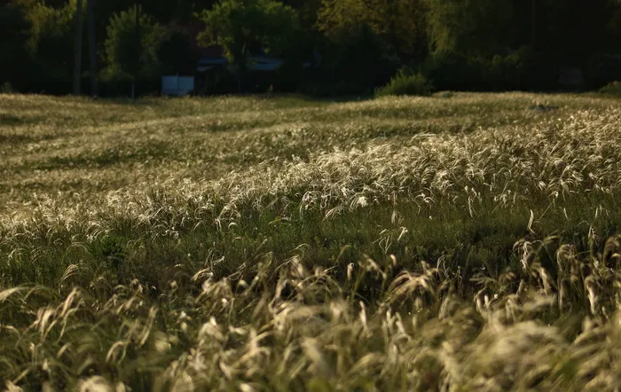 植物、草、草坪、田地、花、花、花期、természet、árvalányhaj