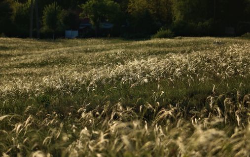 植物、草、草坪、田地、花、花、花期、természet、árvalányhaj