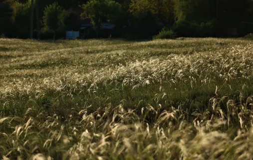 植物、草、草坪、田地、花、花、花期、természet、árvalányhaj