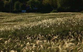 植物、草、草坪、田地、花、花、花期、természet、árvalányhaj