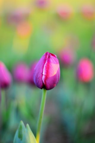 郁金香, 花, 微距, 特写, 美丽, 春天, 绿色, 树叶