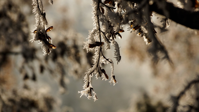树，枫树，白色，圣诞节，冬天，白色，圣诞节，冰，雪