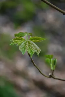 梧桐，幼树，芽，林地，叶，植物部分，植物，生长
